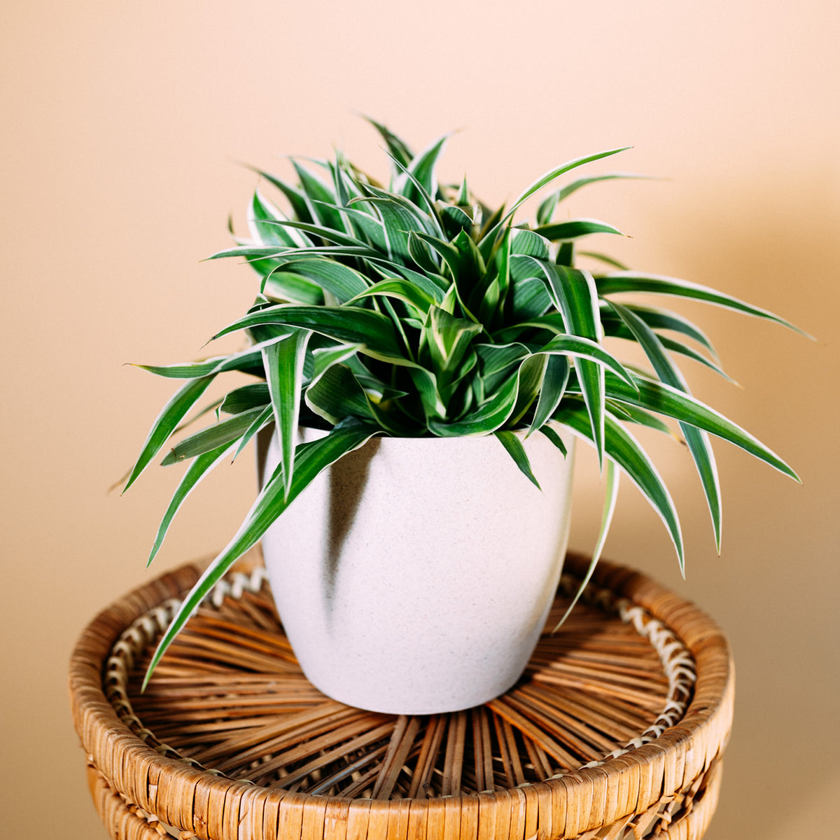 Grünlilie (Chlorophytum comosum) kaufen