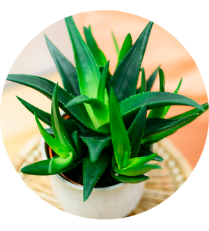 Haworthia 'West Jogoo'