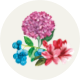 Hortensien