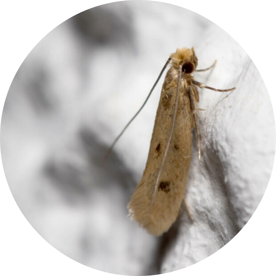 Bild einer Kleidermotte