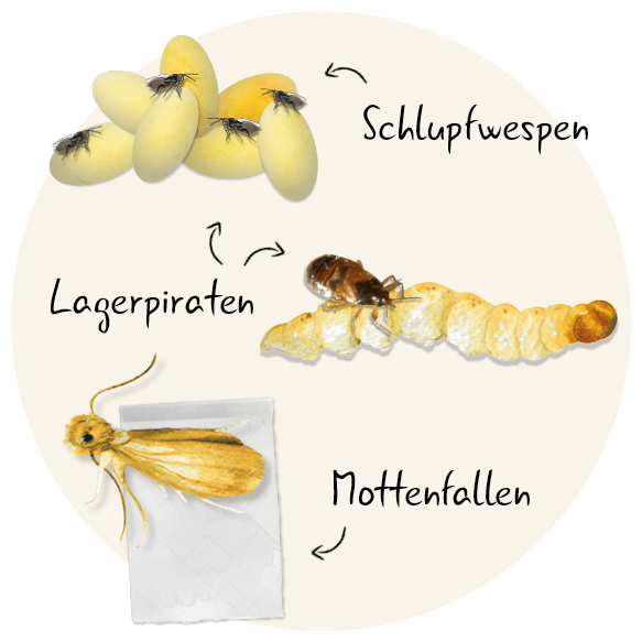 kleidermotten-lebenszyklus-lagerpiraten-schupfwespen