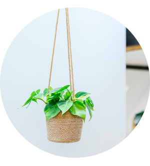 Philodendron scandens 'Brasil'