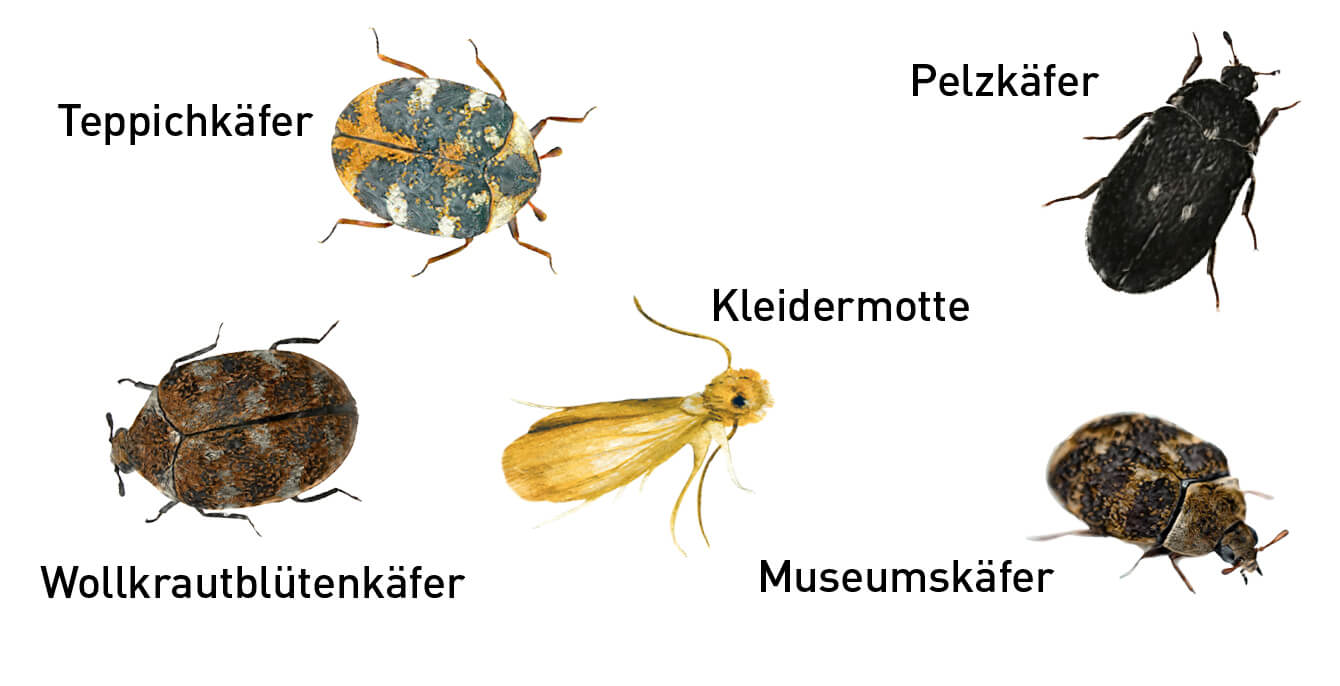 section featured image