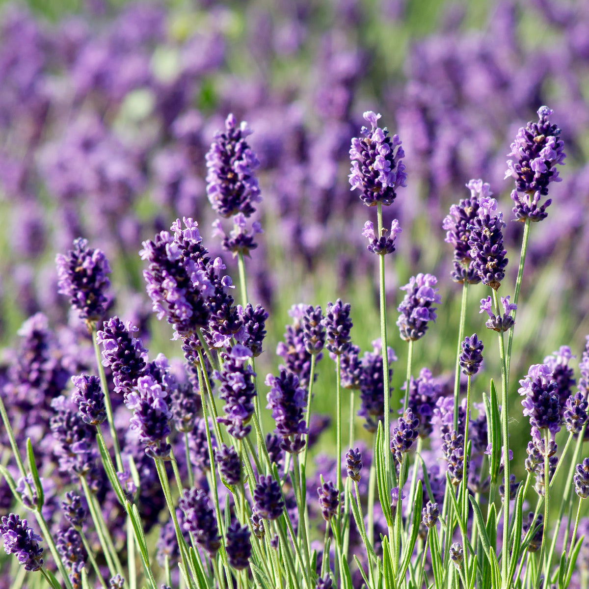 Lavendel XXL-Größe kaufen