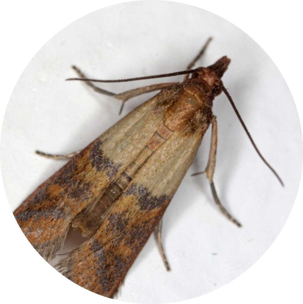 Bild einer Lebensmittelmotte