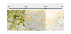 Blütenfarbe Verlauf Rispenhortensie 'Living Sugar Rush'®