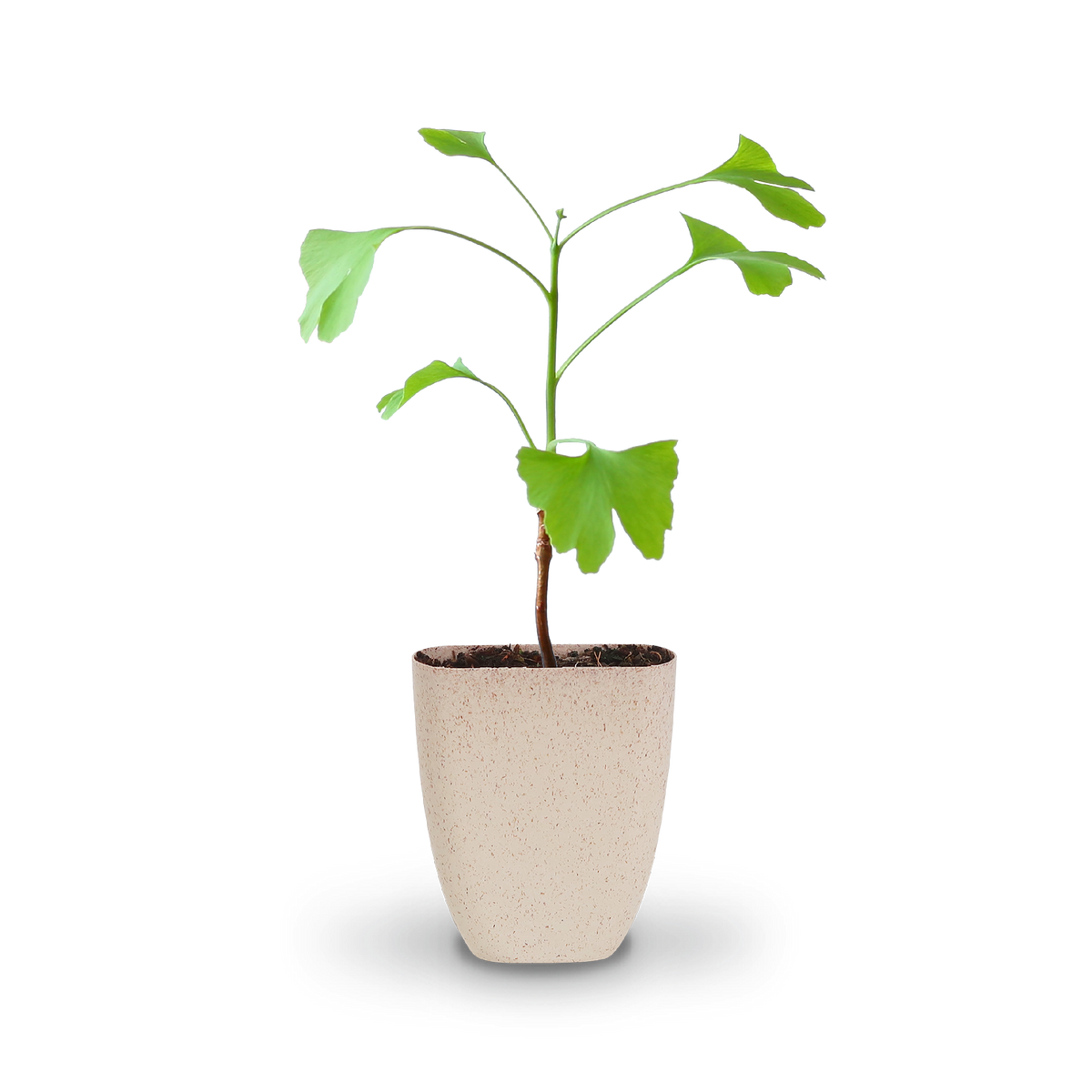 Mini-Ginkgobaum (Geschenk) kaufen