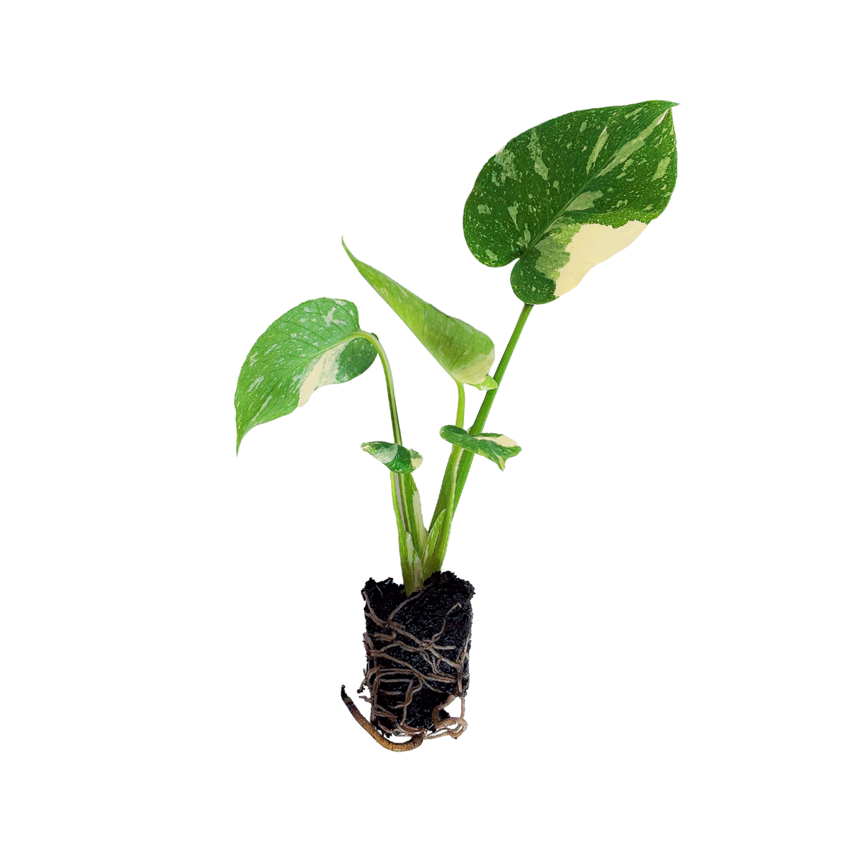 Monstera 'Thai Constellation' Steckling kaufen