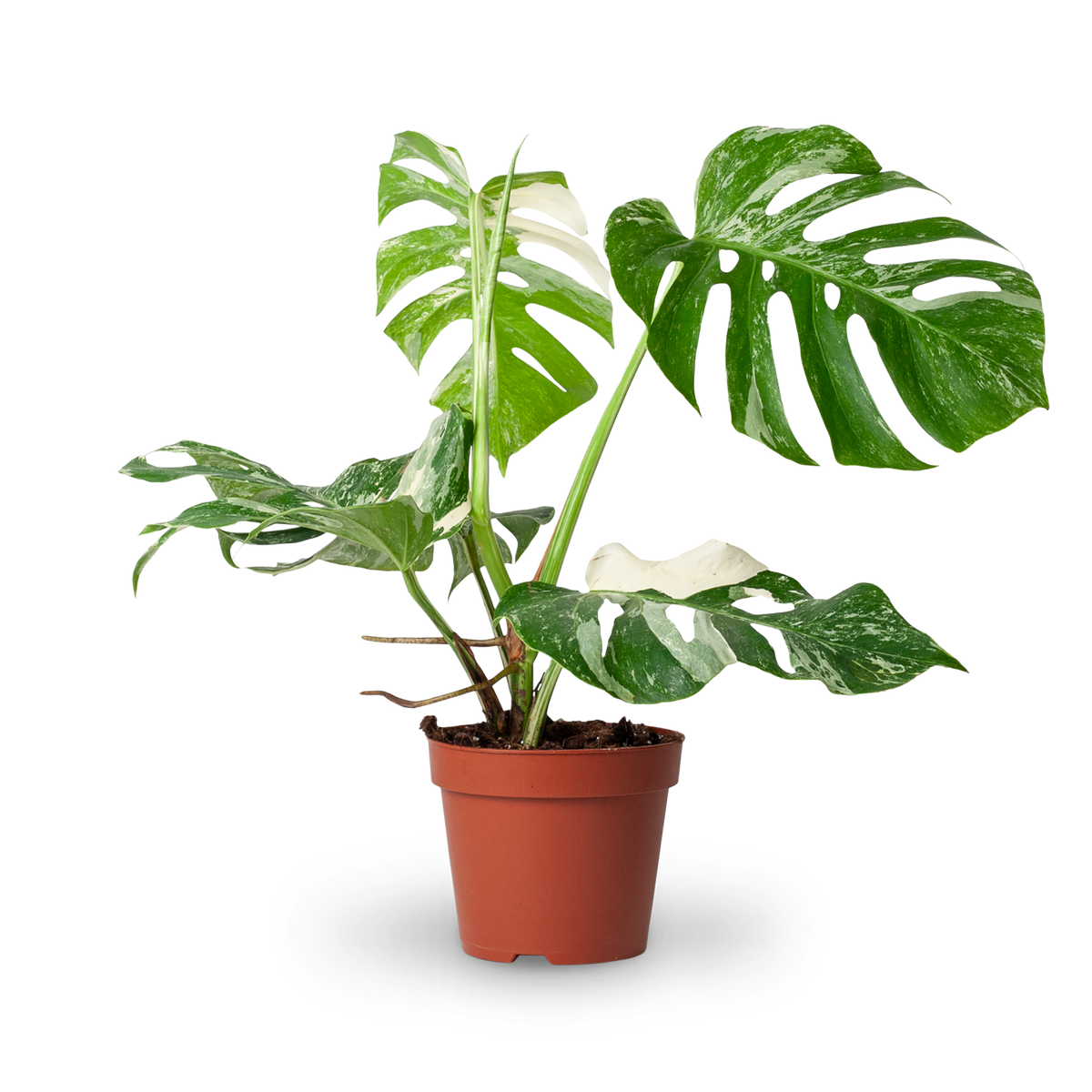 Monstera 'Variegata' (Rarität) kaufen