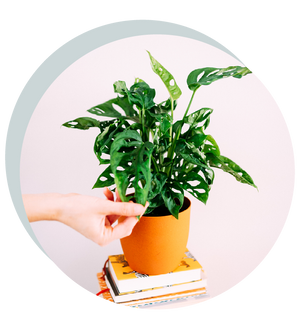 Monstera adansonii