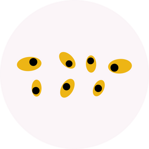 Illustration parasitierte Motteneier