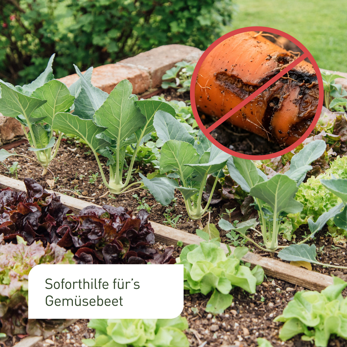 Nematoden-Mix Gemüsebeet gegen Erdflöhe & Co