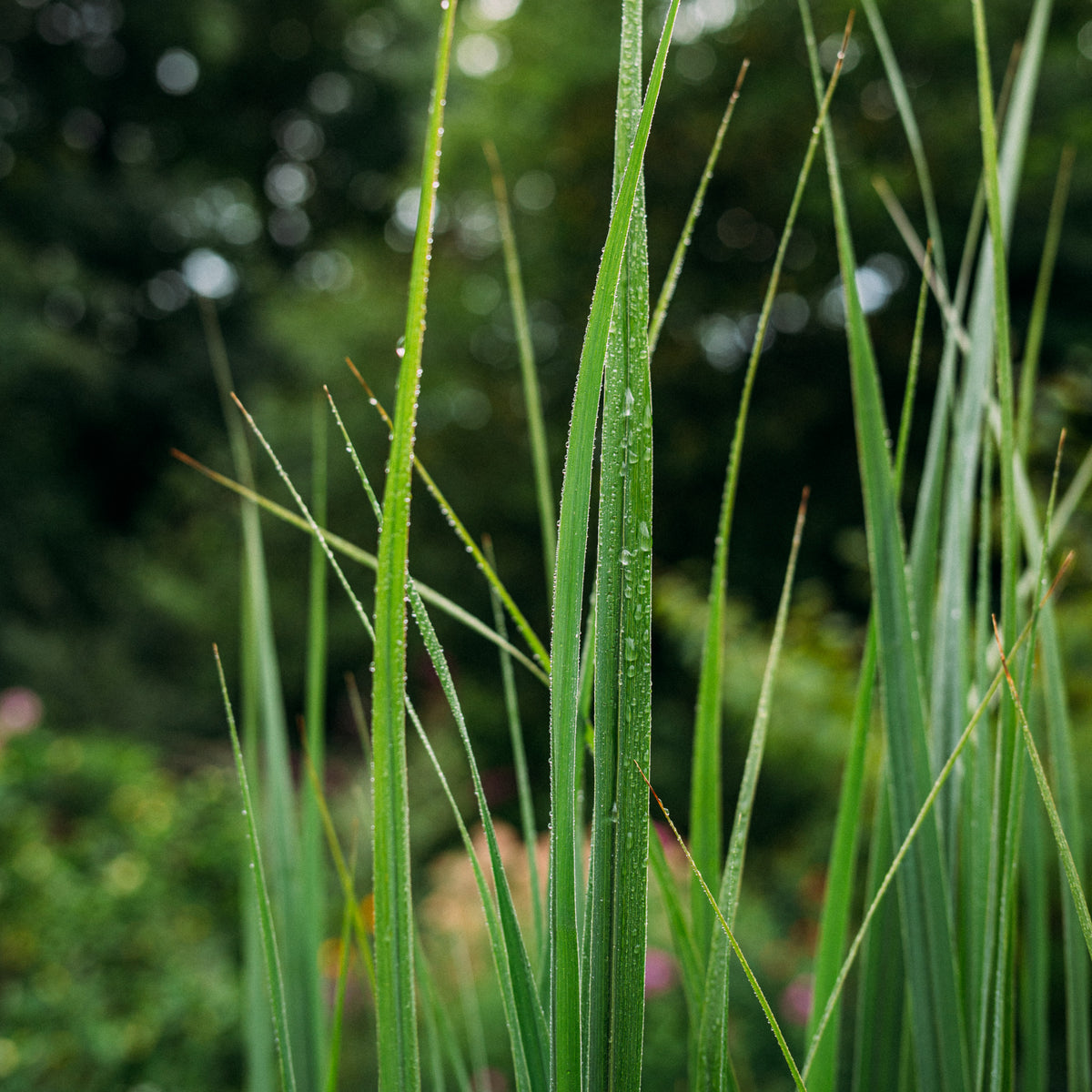 Rutenhirse 'Northwind' kaufen