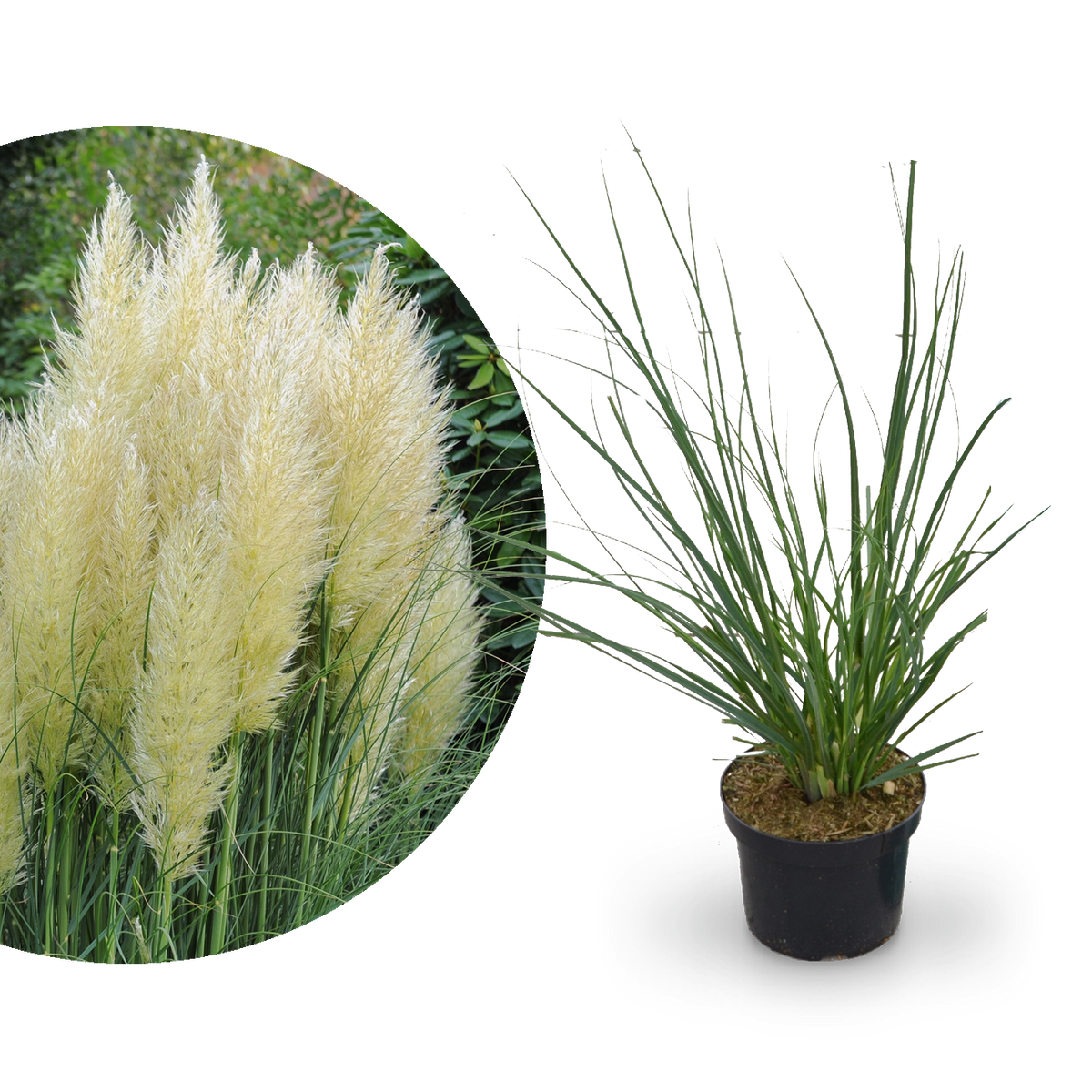 Pampasgras 'Pumila' kaufen