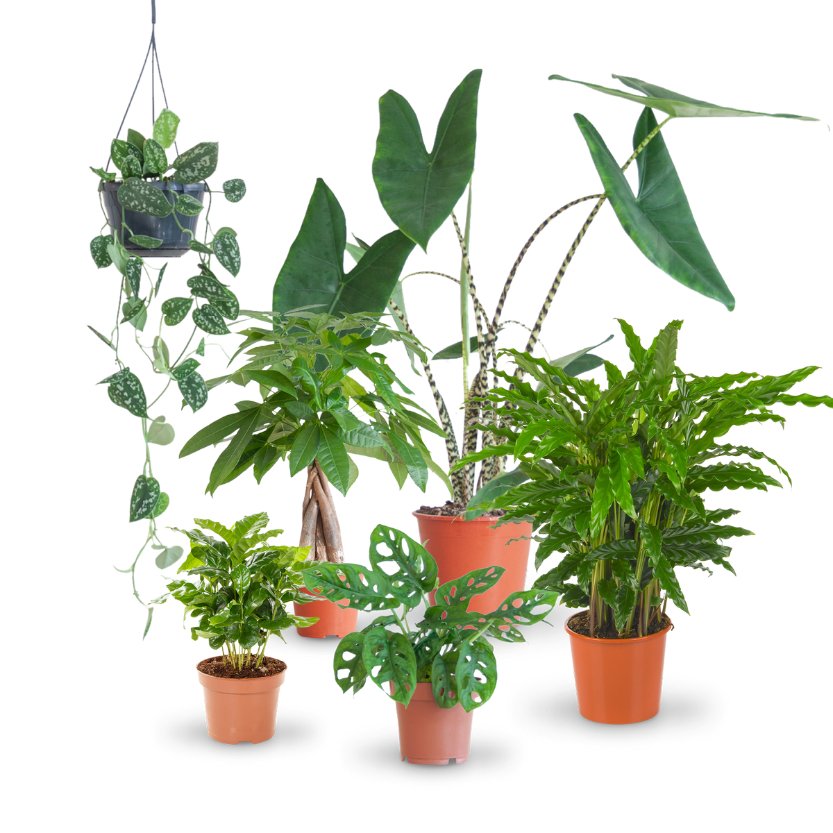 Pflegeleichte Zimmerpflanzen (6er Set) kaufen