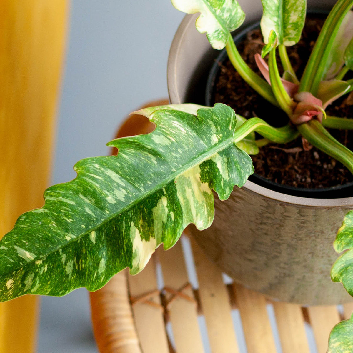 Philodendron 'Ring of Fire' (Rarität) kaufen