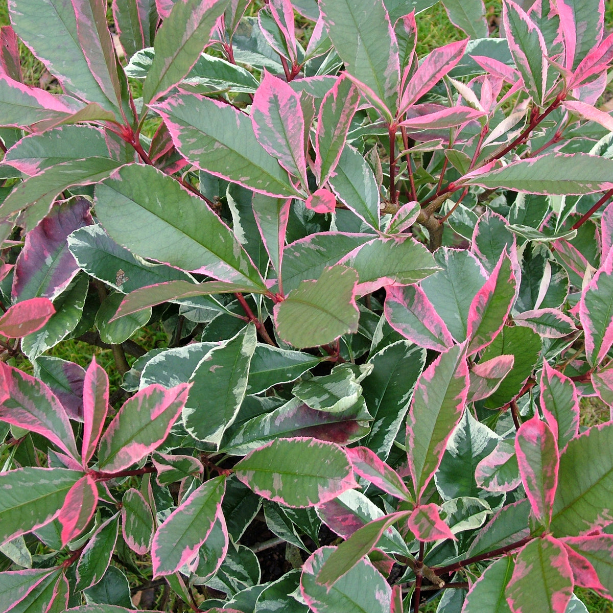 Weißgrüne Glanzmispel 'Pink Marble'® kaufen