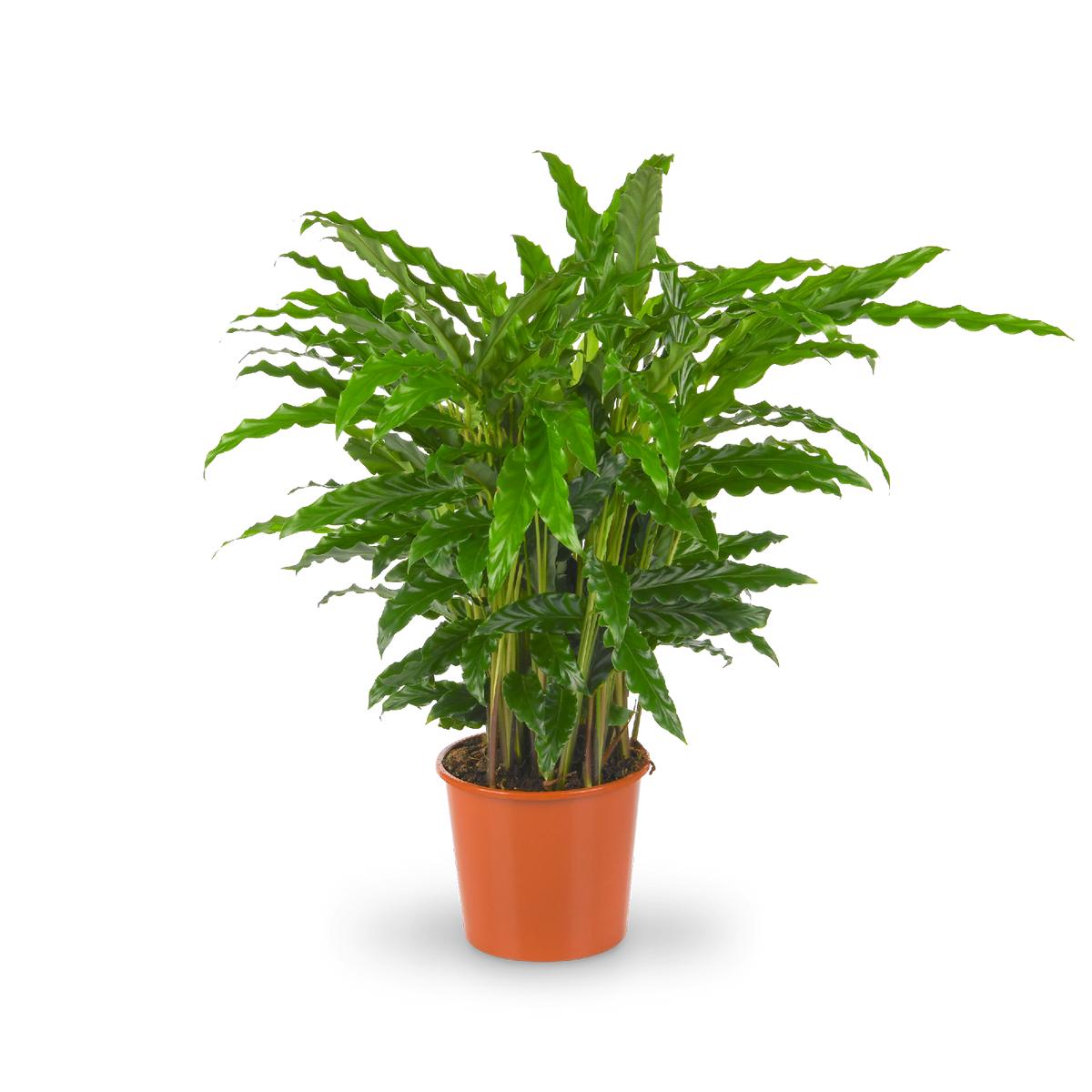 Calathea rufibarba kaufen