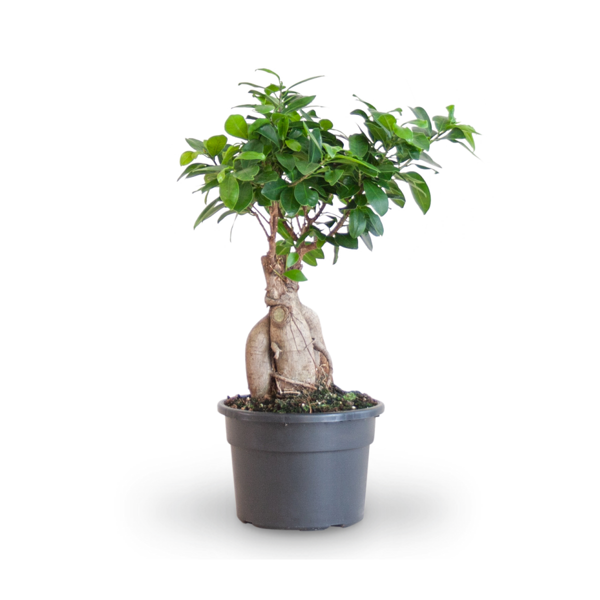 Ficus microcarpa 'Ginseng' Bonsai kaufen
