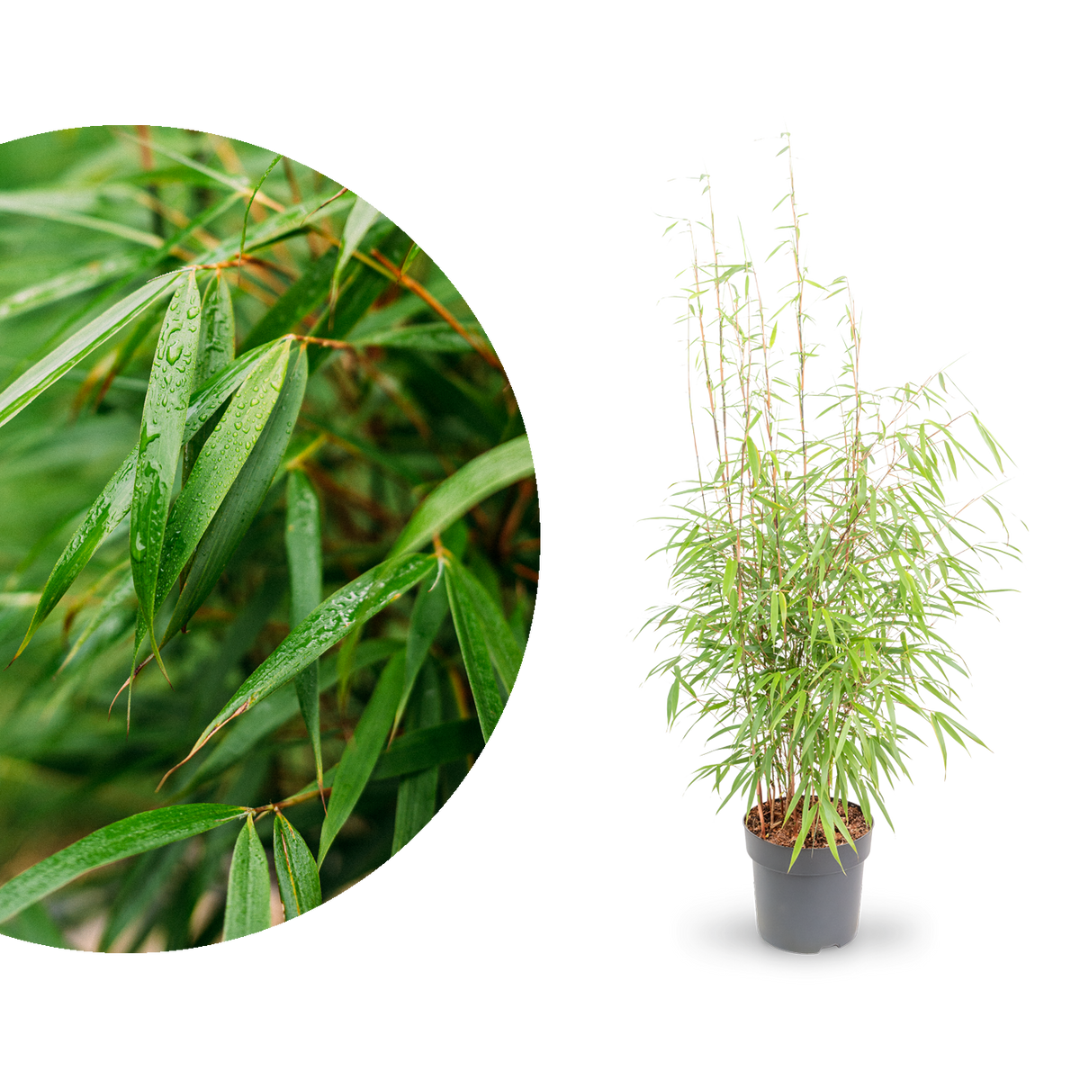 Gartenbambus 'Asian Wonder' kaufen