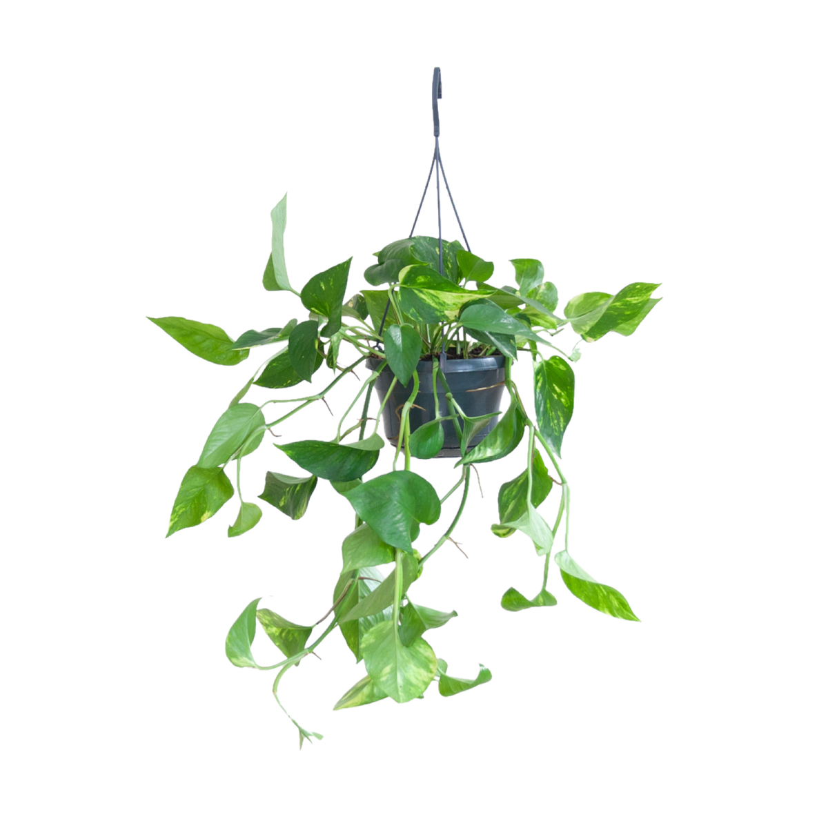 Goldene Efeutute (Epipremnum aureum) kaufen