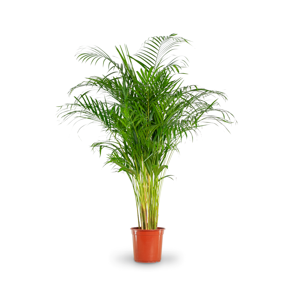 Goldfruchtpalme (Areca) XXL-Größe kaufen
