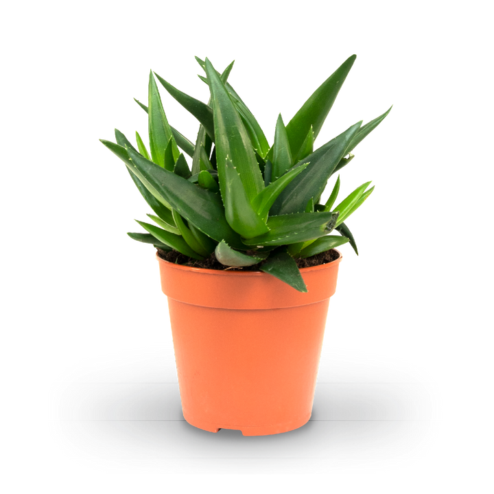 Plantura Haworthia 'West Jogoo'