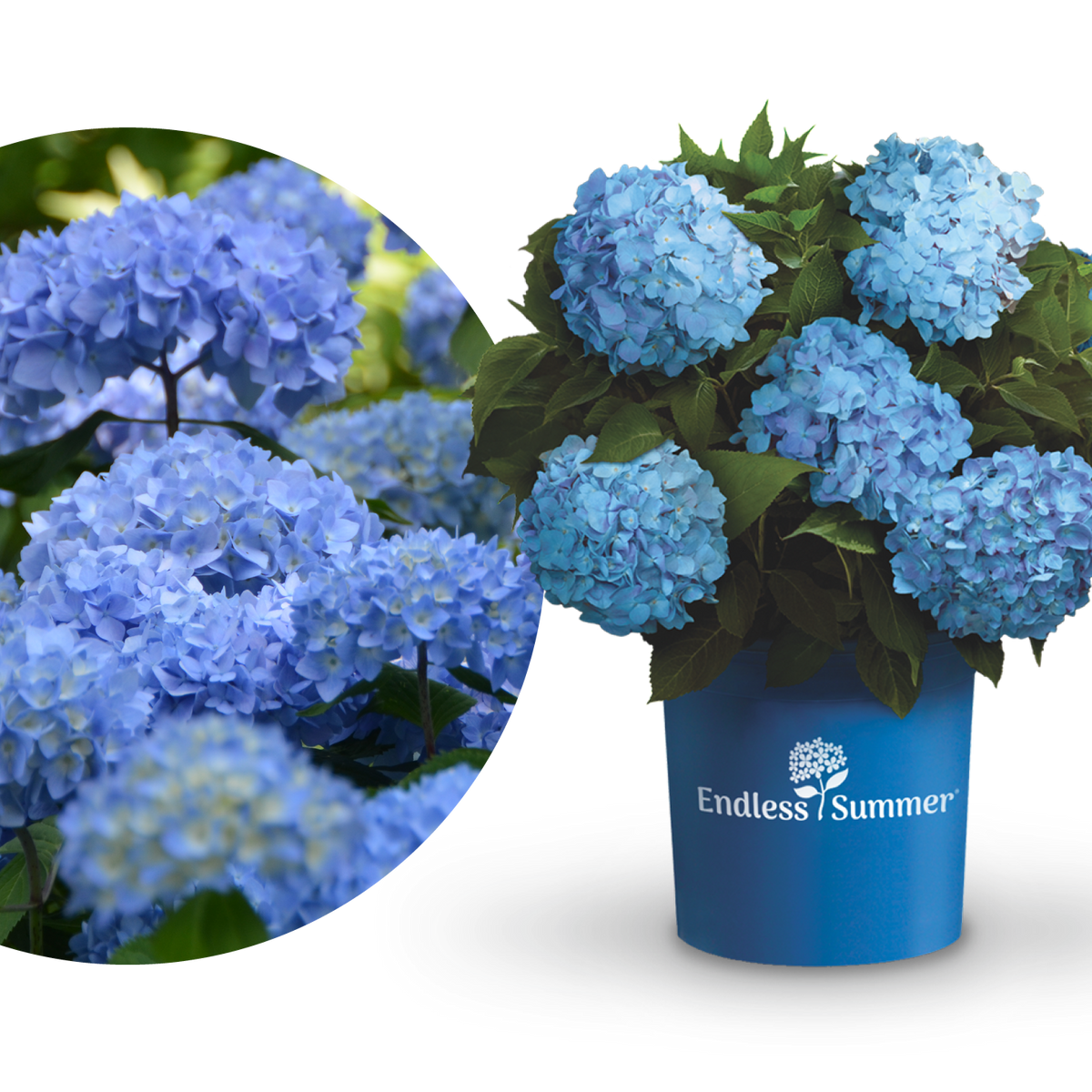 Hortensie Endless Summer 'The Original' kaufen - Plantura Shop