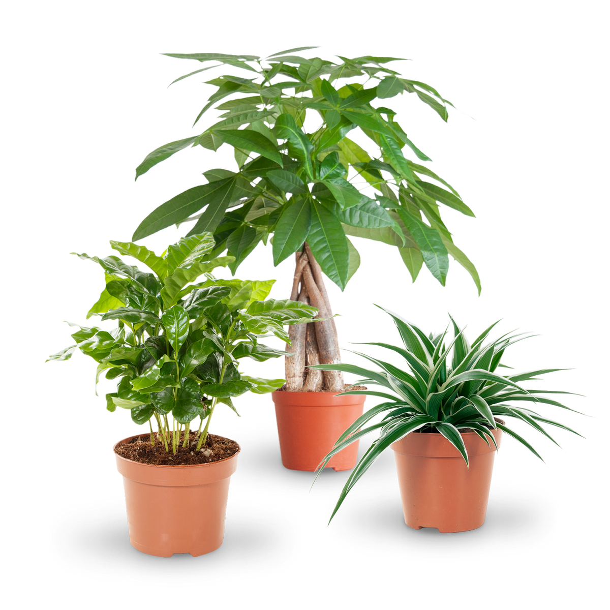 Katzenfreundliche Pflanzen