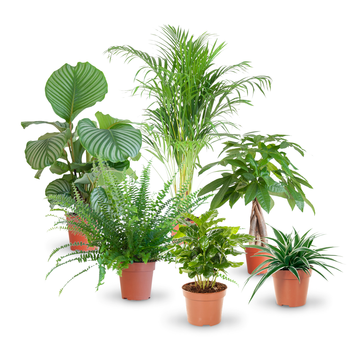 Katzenfreundliche Zimmerpflanzen (6er Set) kaufen