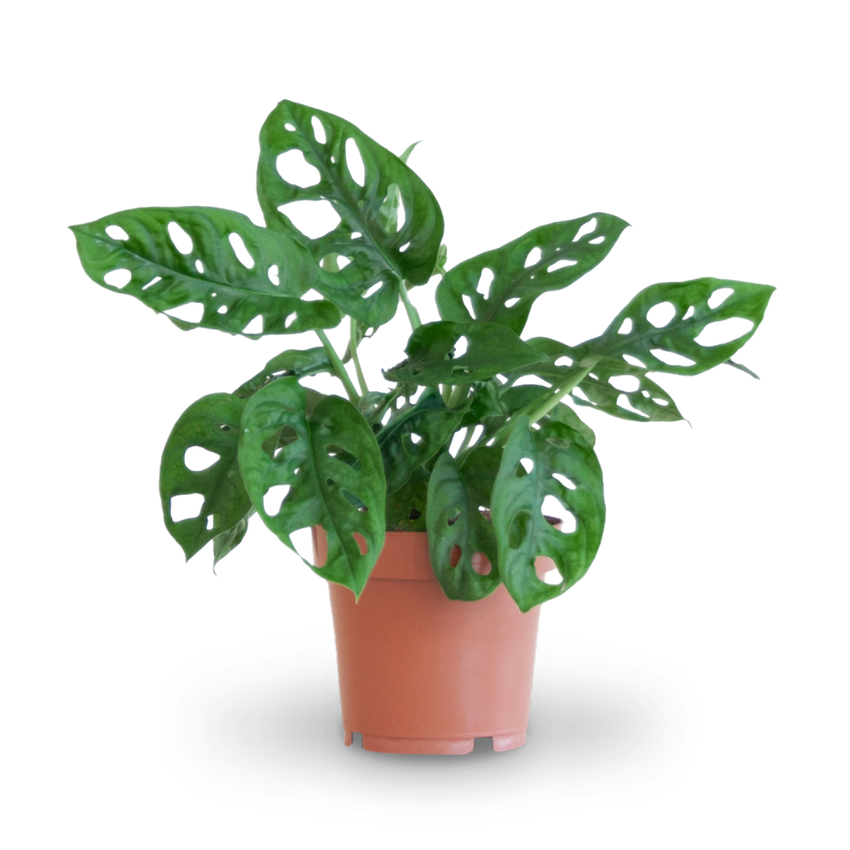 Monstera Monkey Leaf kaufen