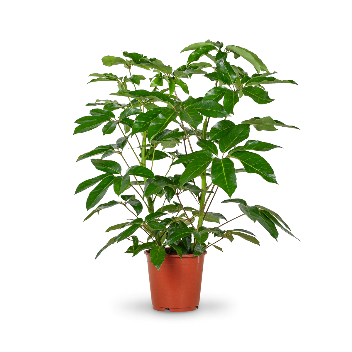 Schefflera 'Amate' in XXL-Größe kaufen