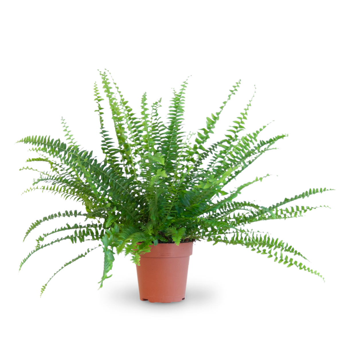 Schwertfarn 'Green Lady' kaufen