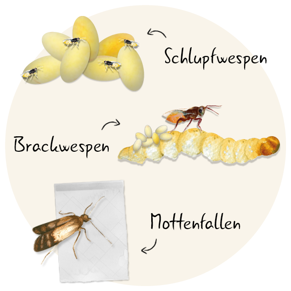 produkte-gegen-motten-brackwespen-schlupfwespen-mottenfallen