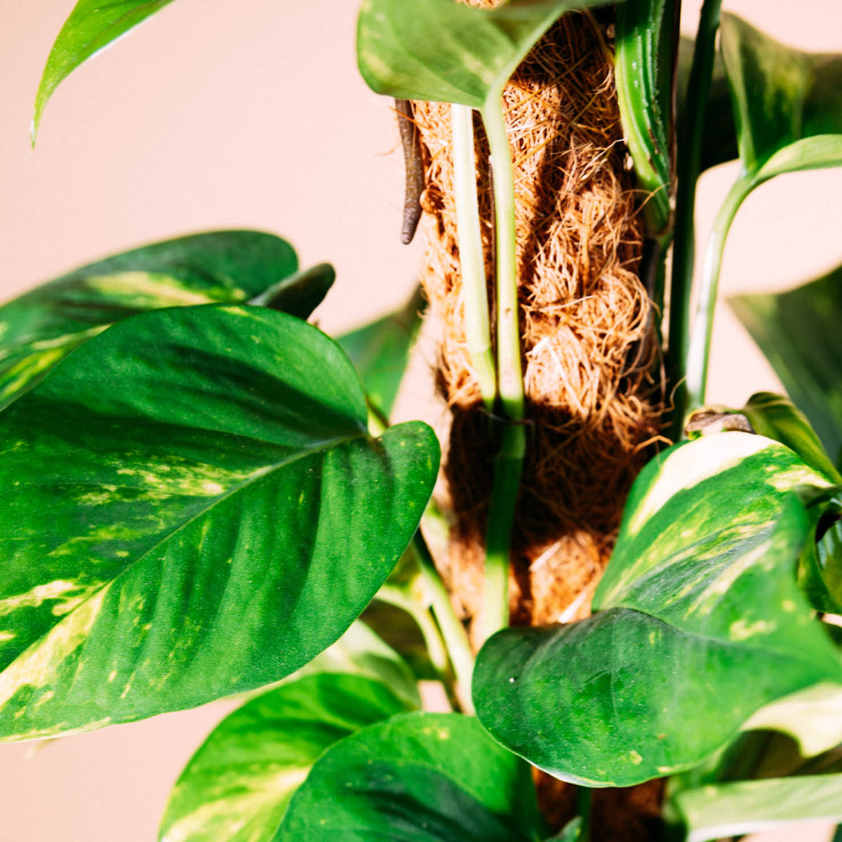 monstera kokosstab Moosstab Rankhilfe Sisal kaufen