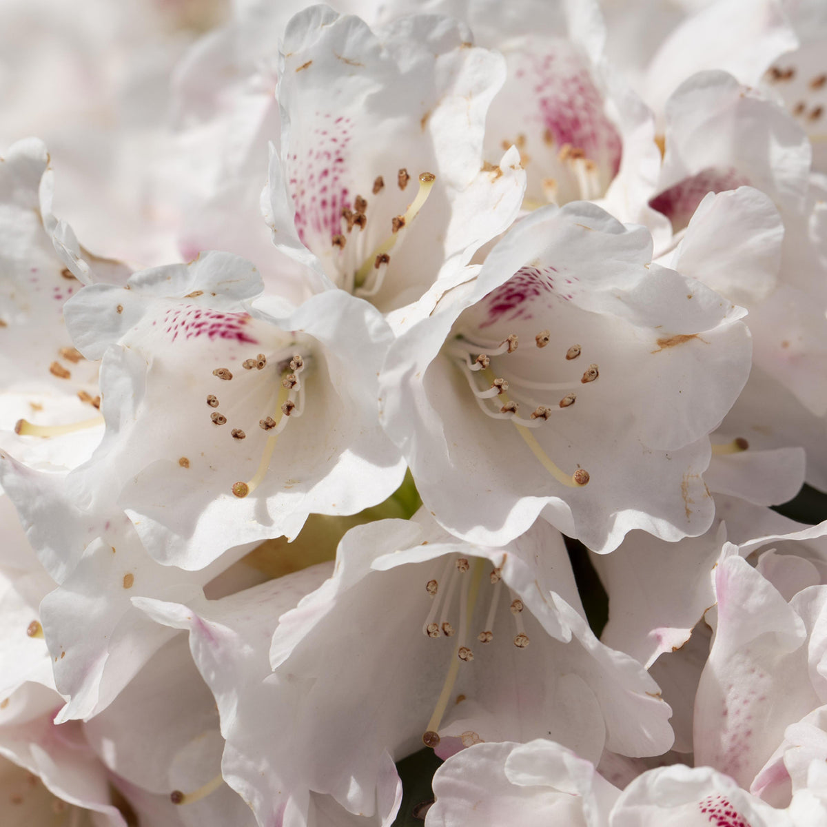 Rhododendron 'Blewbury' Weiß-Rot kaufen