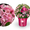 Rhododendron 'Bloombux'® Magenta Kugel