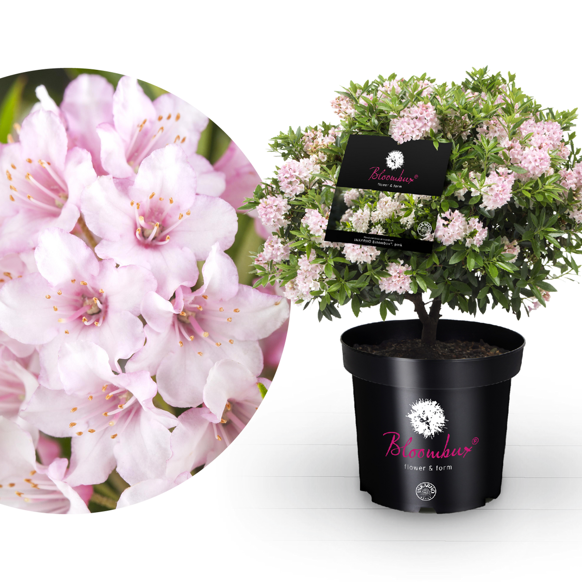 Rhododendron 'Bloombux'® Pink kaufen