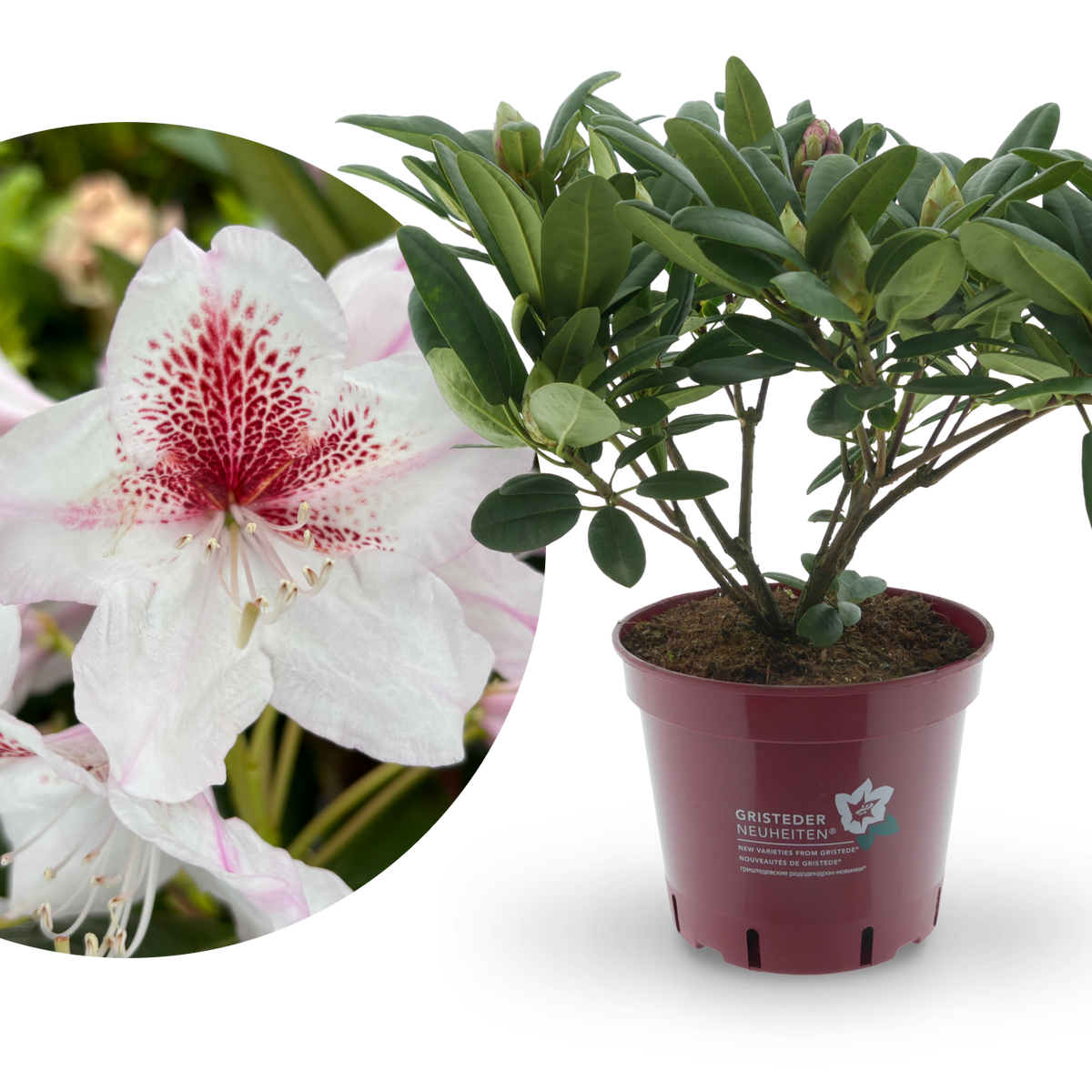 Rhododendron Eyecatcher® 'Daylight' kaufen