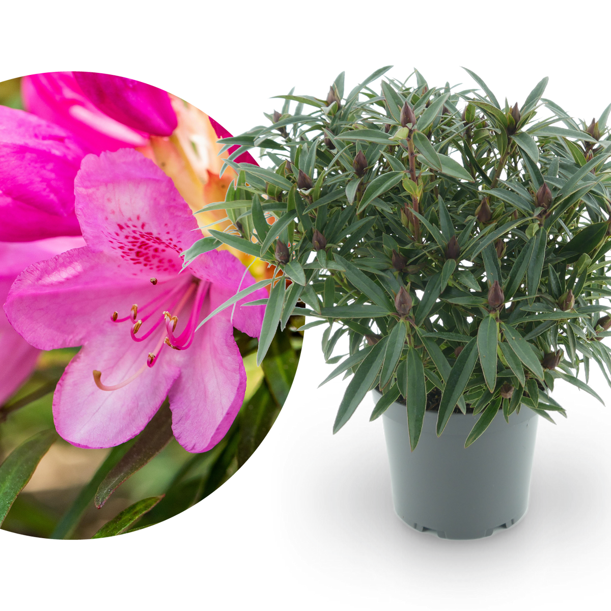 rhododendron ponticum 'graziella' Rhododendron 'Graziella' Purpurrosa kaufen