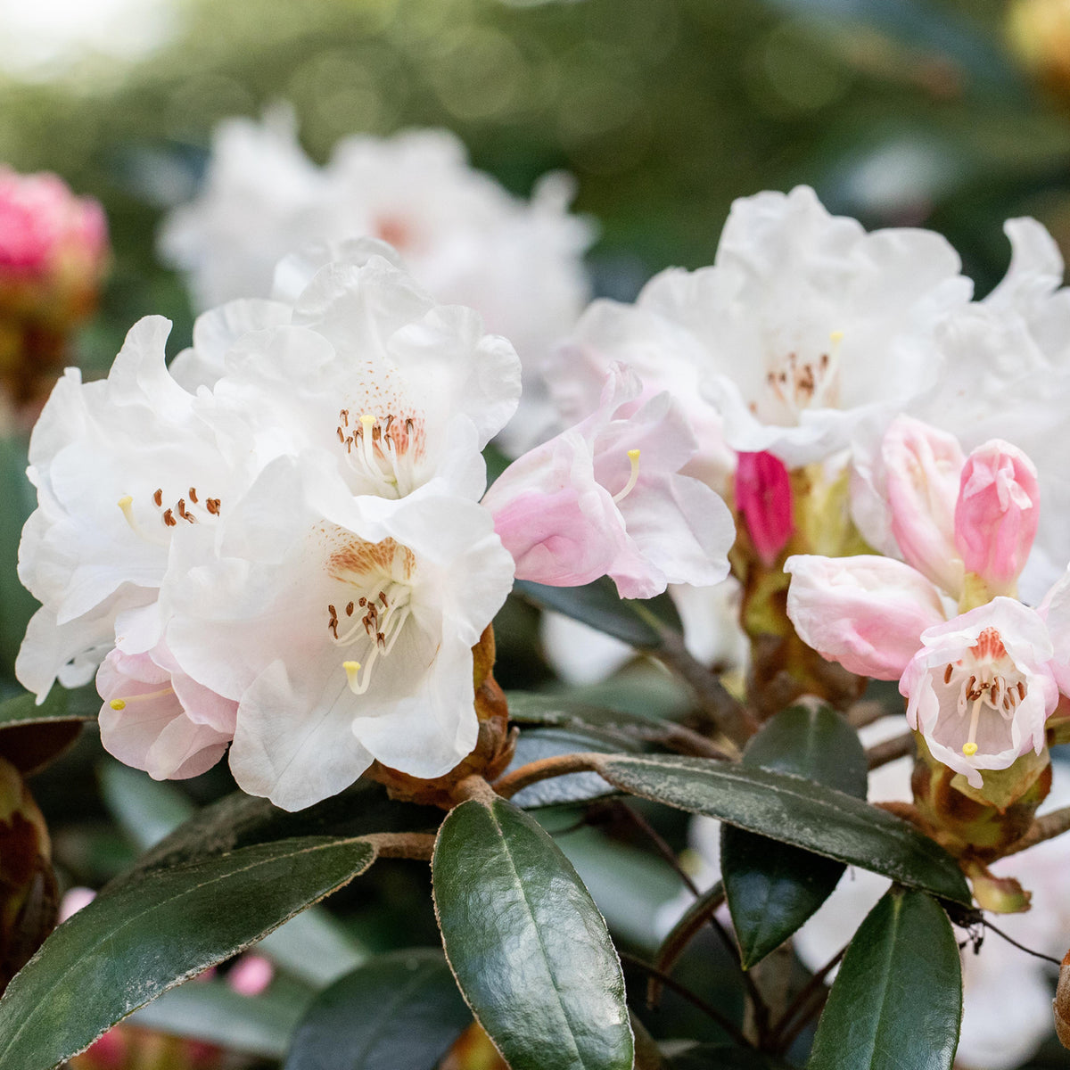 Rhododendron 'Hydon Velvet' Weiß-Rosa kaufen