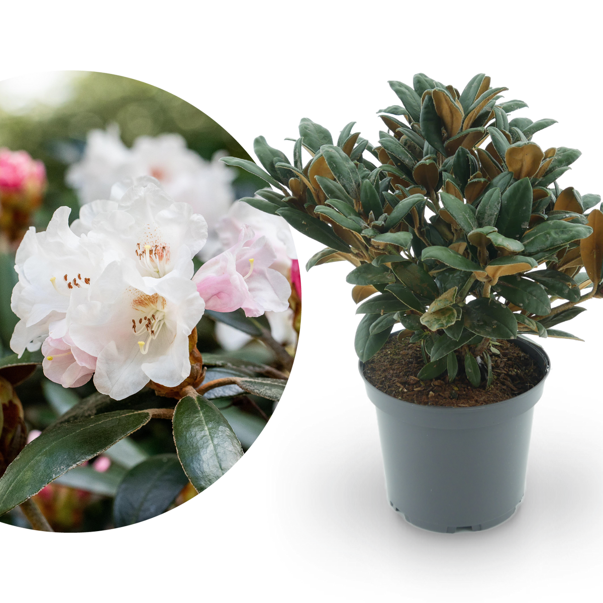 alte rhododendron Rhododendron 'Hydon Velvet' Weiß-Rosa kaufen