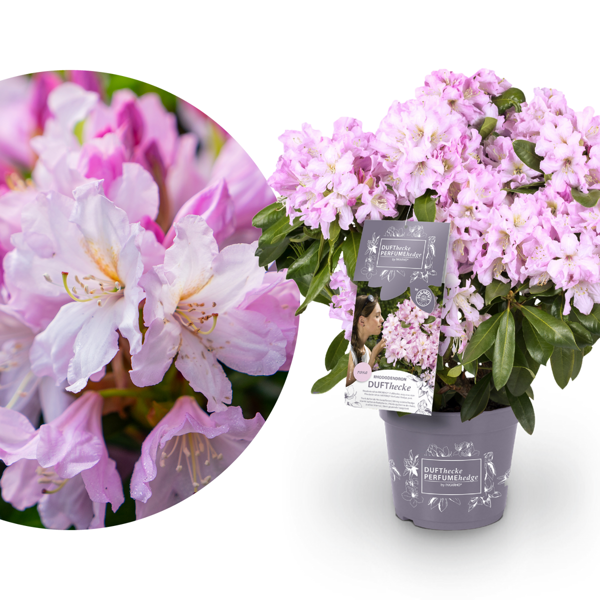 rhododendron dufthecke inkarho Rhododendron 'INKARHO® Dufthecke' Rosa kaufen