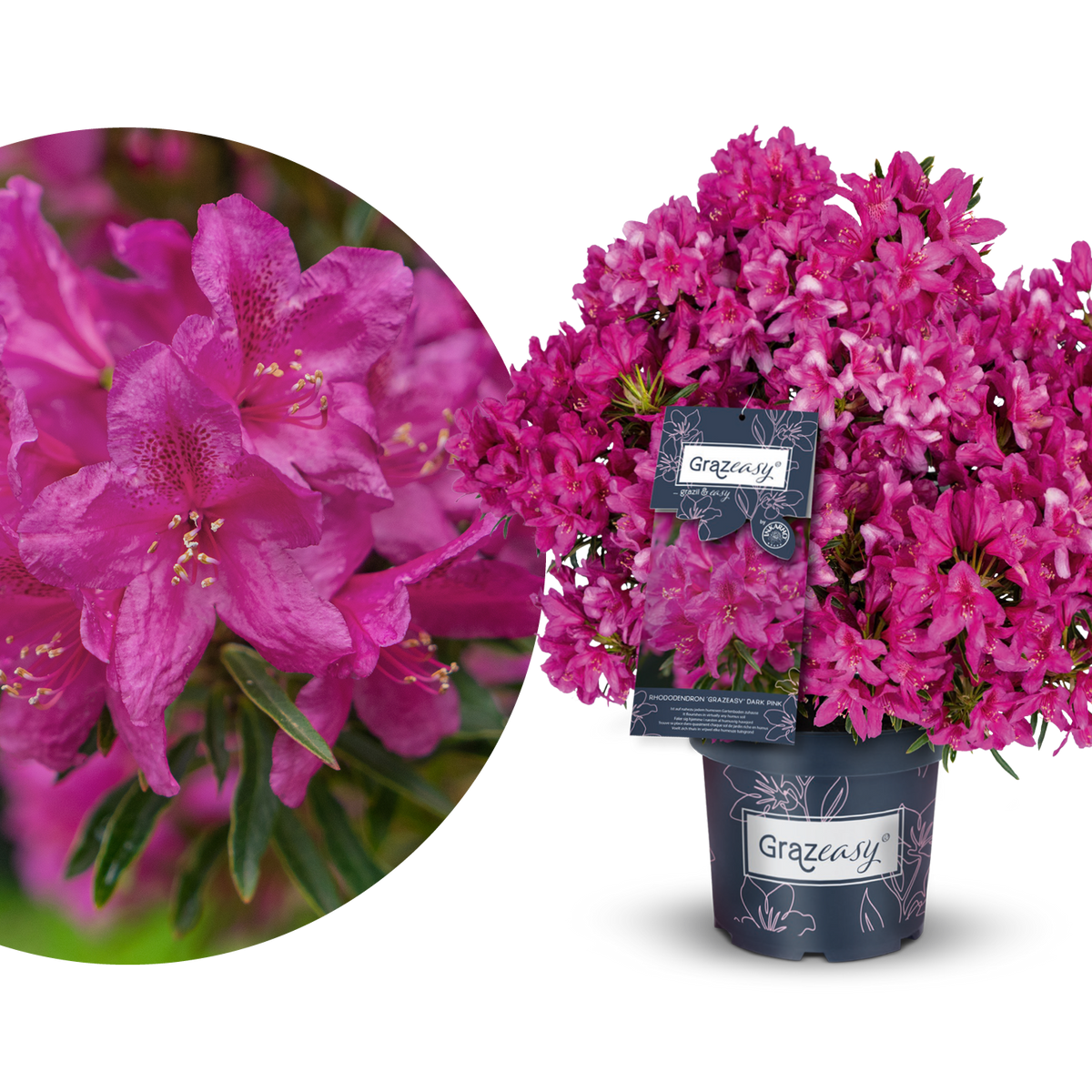 rhododendron grazeasy Rhododendron INKARHO® 'Grazeasy®' kaufen