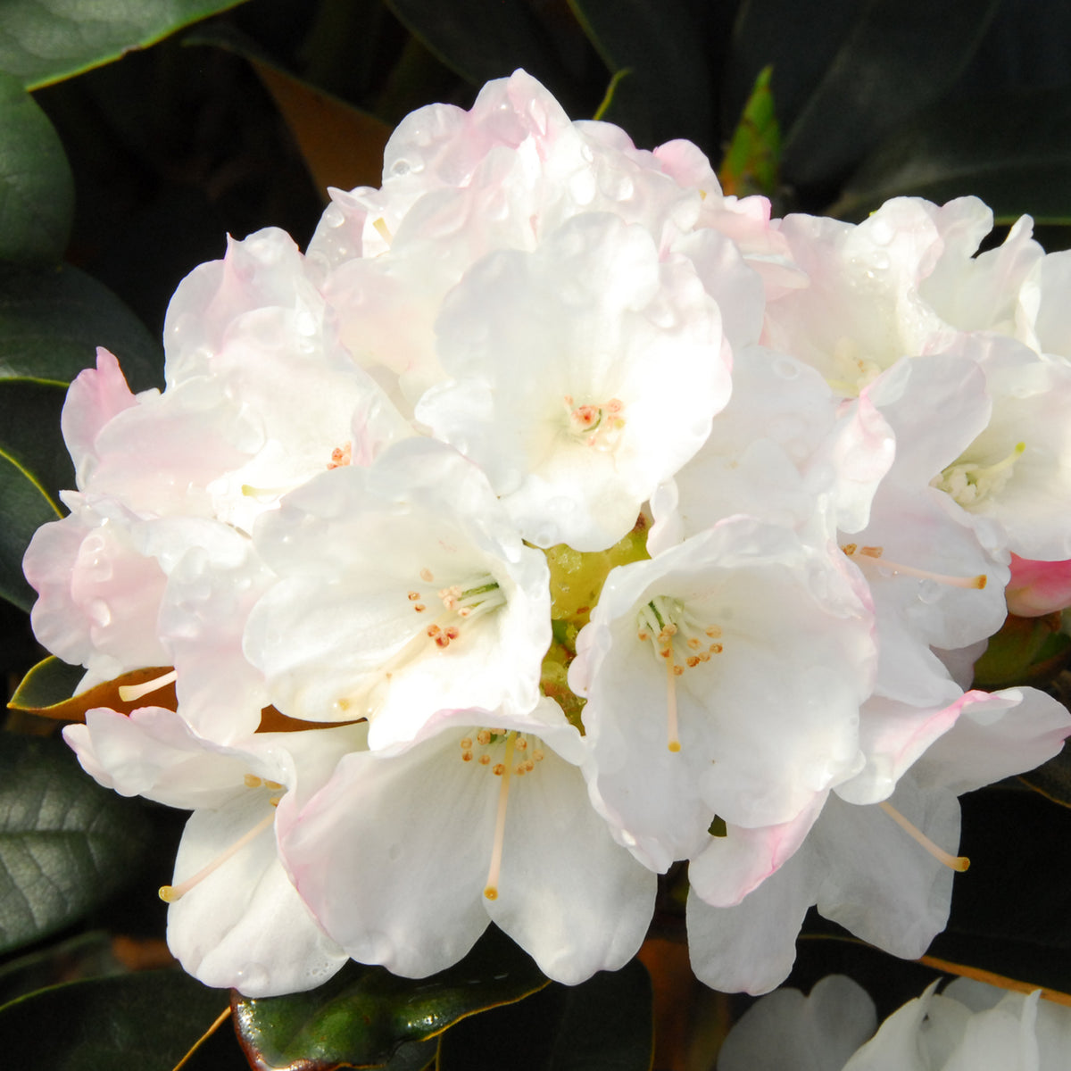 Rhododendron 'Queen Bee' Rosa-Weiß kaufen