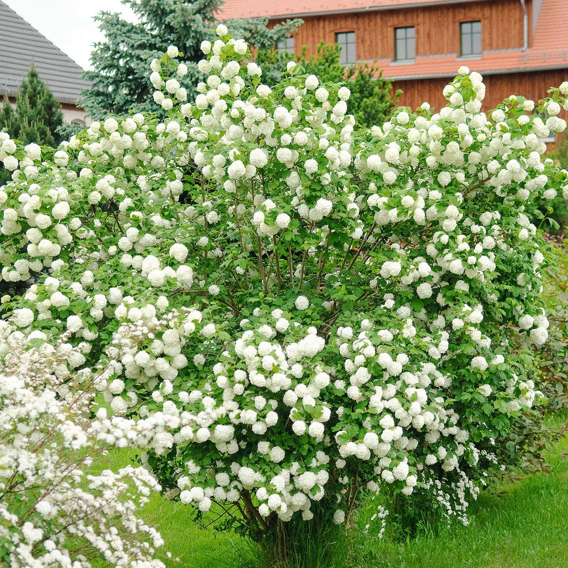 Gefüllter Schneeball 'Roseum' Weiß kaufen Plantura Shop
