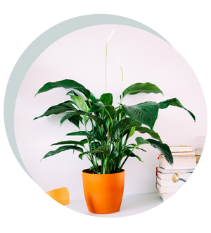 Spathiphyllum wallisii 'Sweet Lauretta'