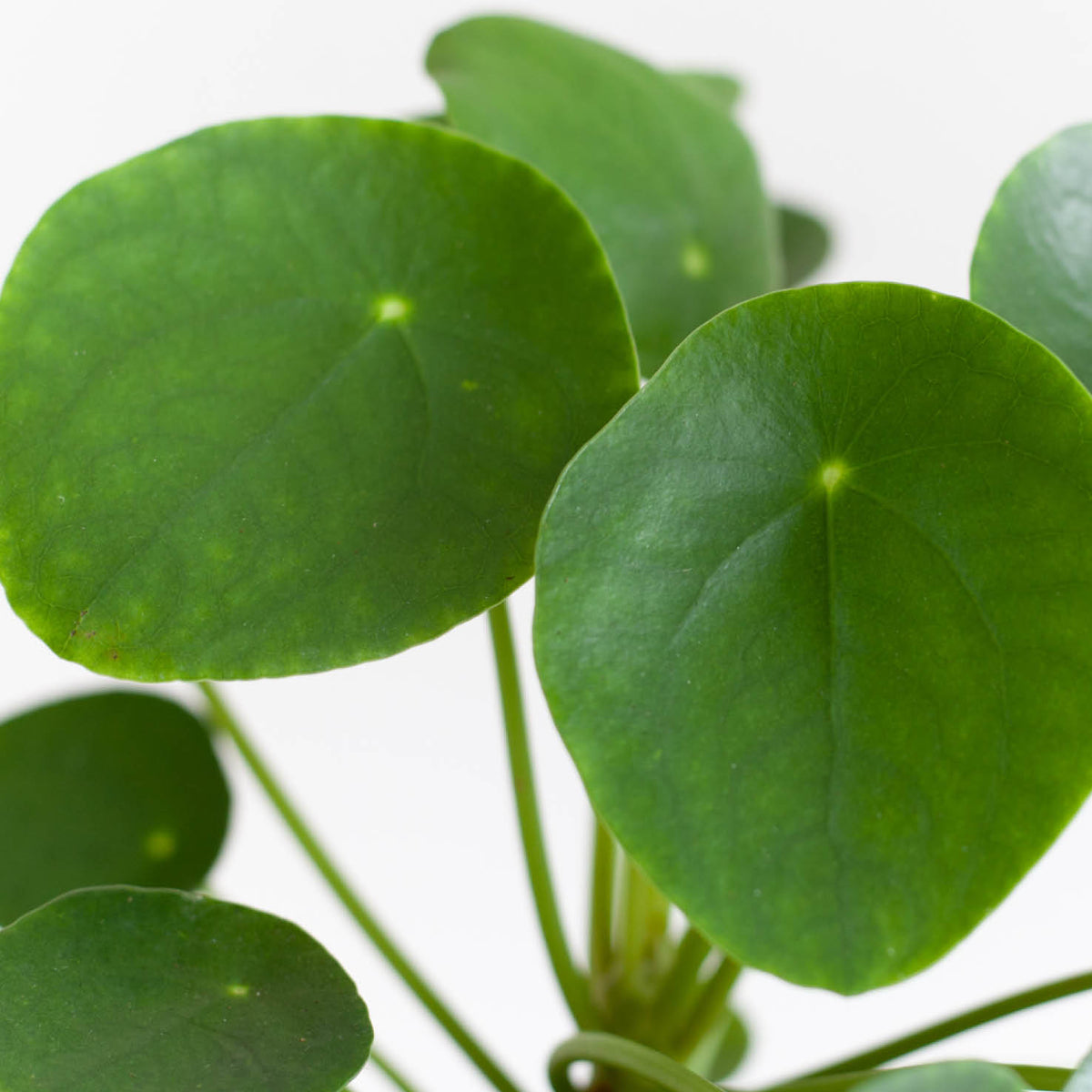 Ufopflanze (Pilea peperomioides) kaufen
