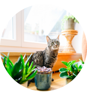 Katzenfreundliche Sukkulenten im Set