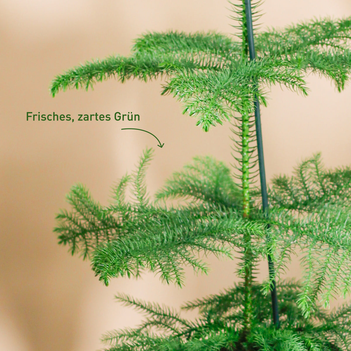 Zimmertanne (Araucaria heterophylla) kaufen